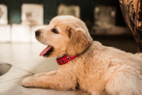 Could it be Possible to Afford a Dog? | Zippy Financial
