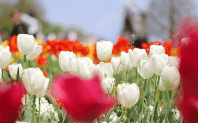 Why Homebuyers Have More Opportunities This Spring Season