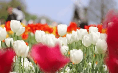 Why Homebuyers Have More Opportunities This Spring Season