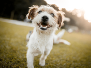 Financial Legal Aspects of Dog Ownership | Zippy Financial