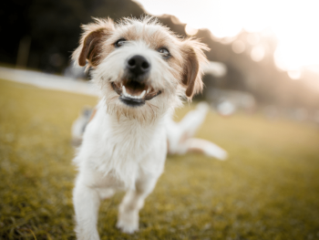 Financial Legal Aspects of Dog Ownership | Zippy Financial